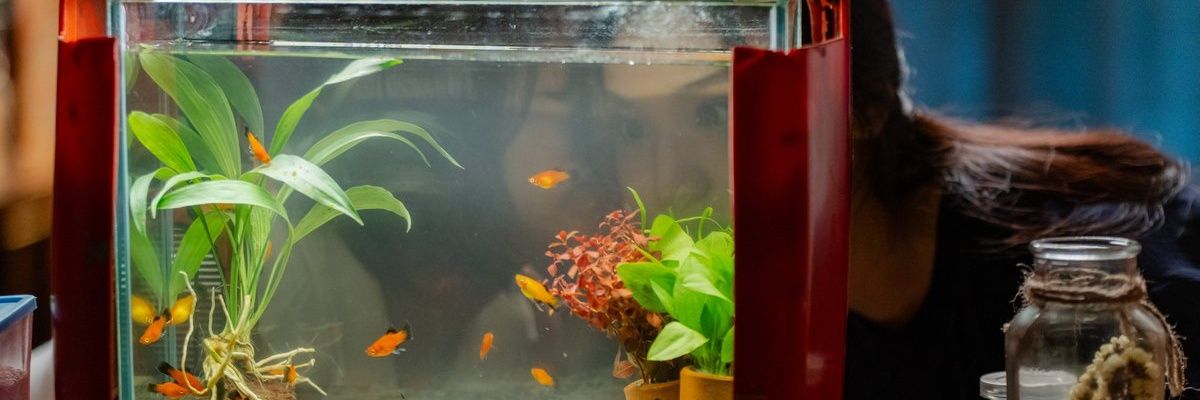 pempidont's profile banner image