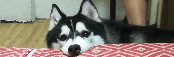BrynnRoast's profile banner image