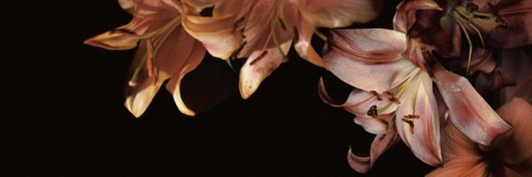 lunedizii Profile Banner