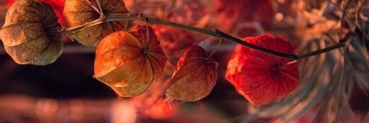 ❤️‍🔥ᎷᏗᎶᎶᎥᏋ❤️‍🔥's banner