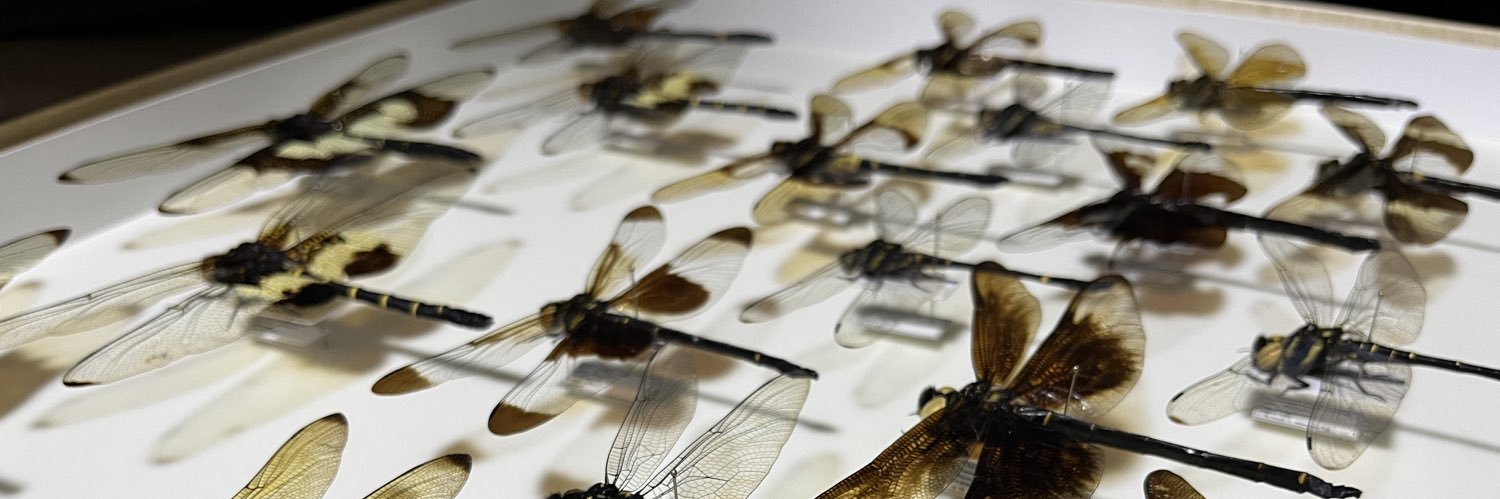 なべっちょ🦀 banner