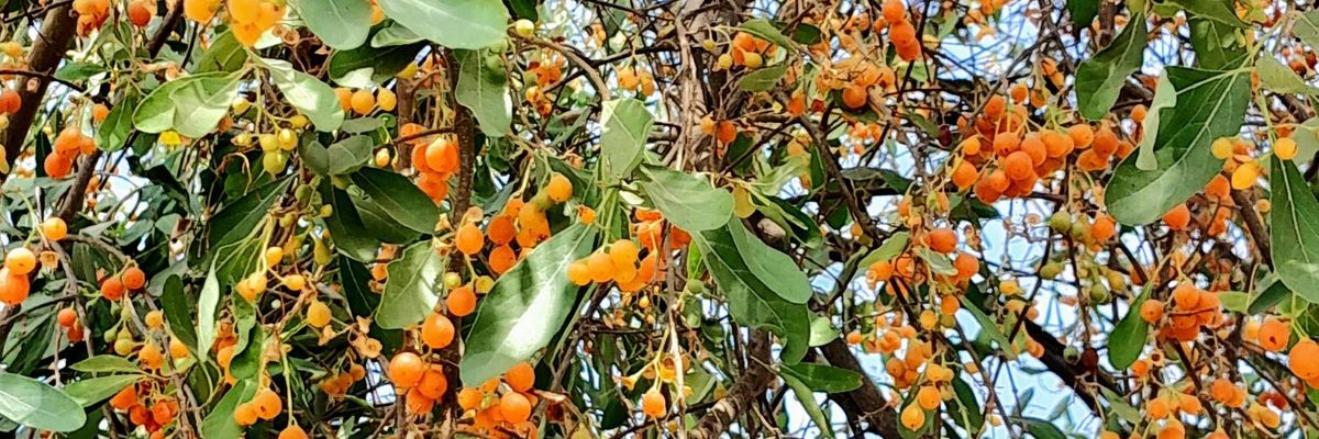 Sanjay P Srivastava banner