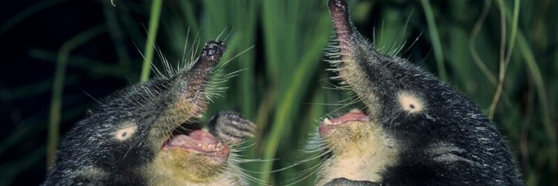 🦕 British Vuhuhol 🦖 banner