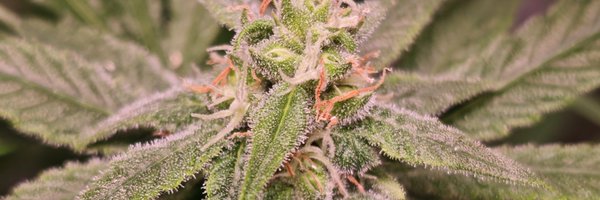 mxgenetics Profile Banner