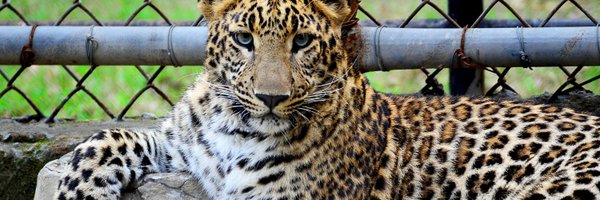 d3nicush Profile Banner