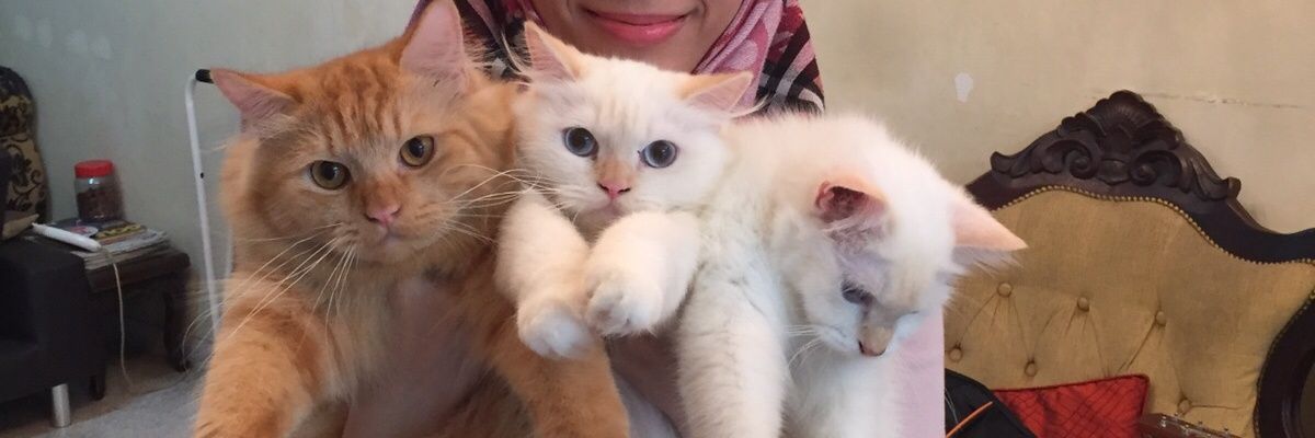 gebufalafel22's profile banner image