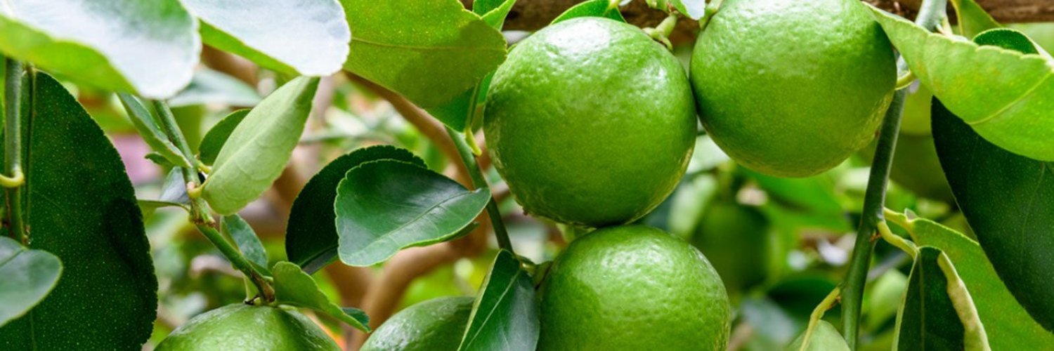 3Lime_woodside banner