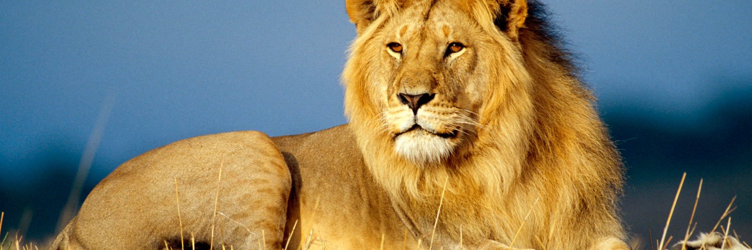 Ricardo BAM Parker 🦁🔥‼️'s banner