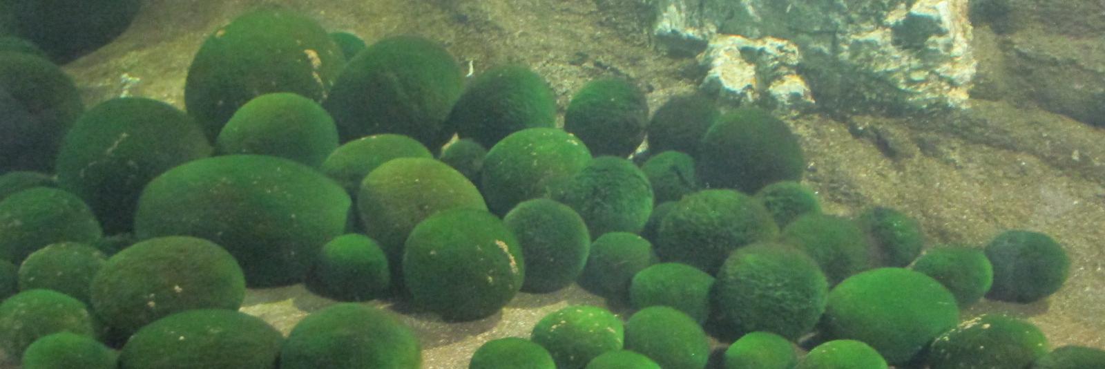 大学サークル（地域別） banner