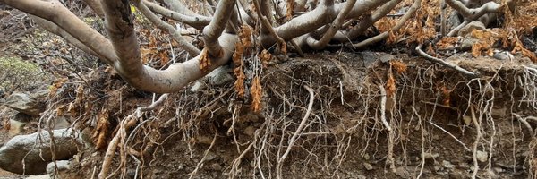 SoilEvoEcoLab Profile Banner