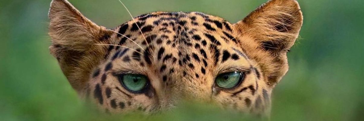 ImedFath's profile banner image