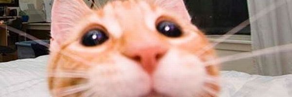 Nobody Follow This banner