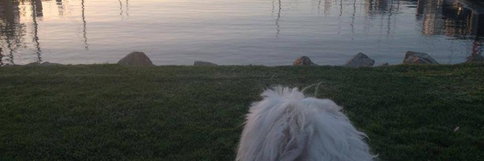 Holly Johnson banner