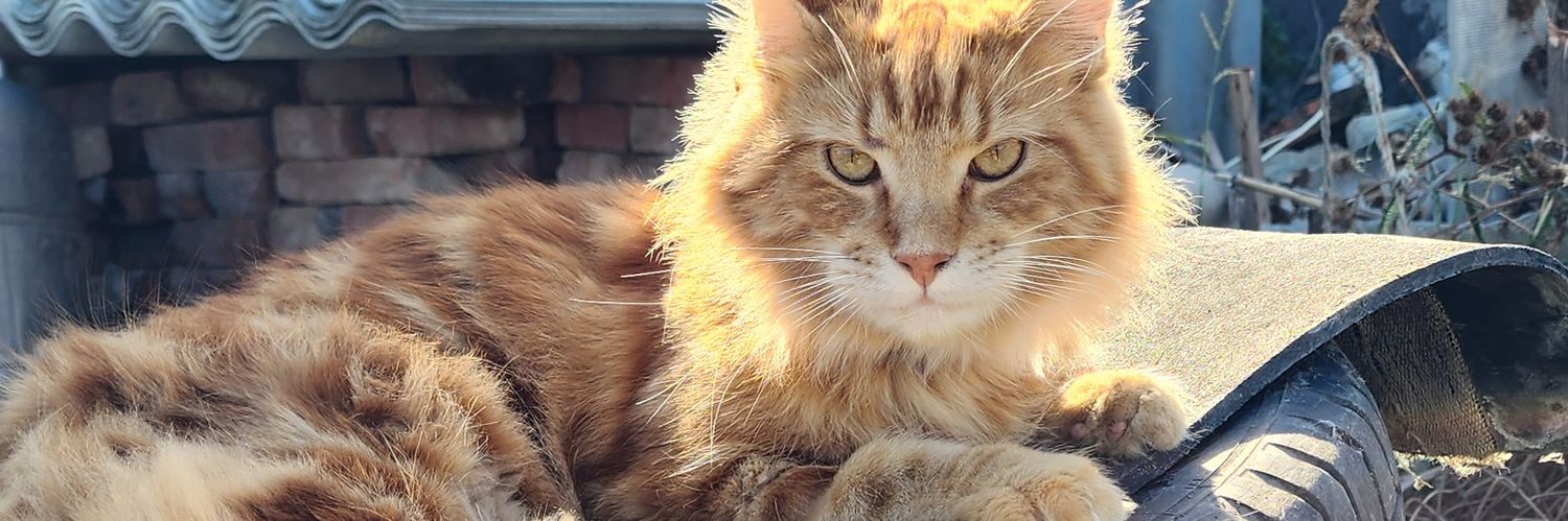 Primys Askold banner