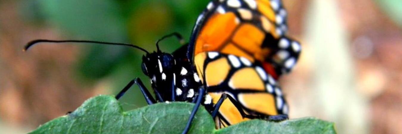 Kimberly Vetrano banner