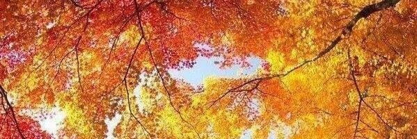 ria_atanindya's profile banner image
