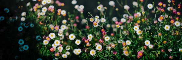 dearmonceour Profile Banner