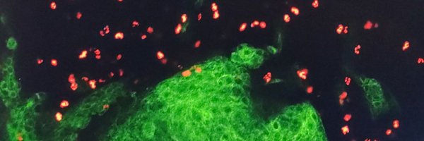 CaroMCDillard Profile Banner