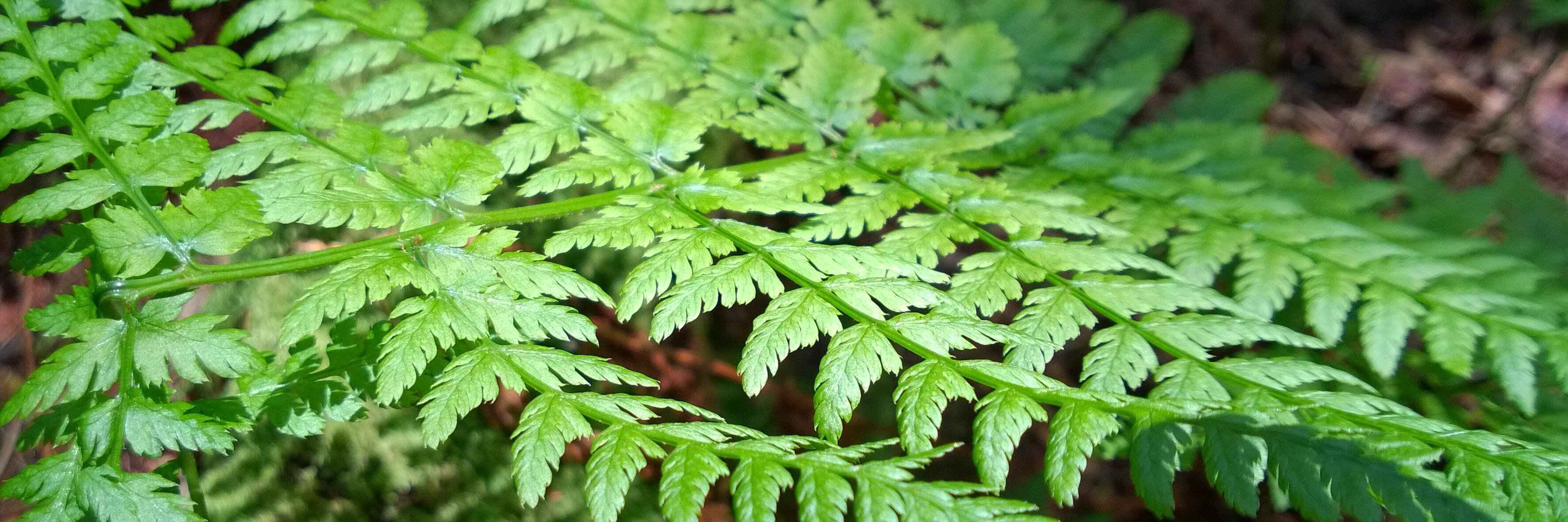 Melinda Howlett Gill banner