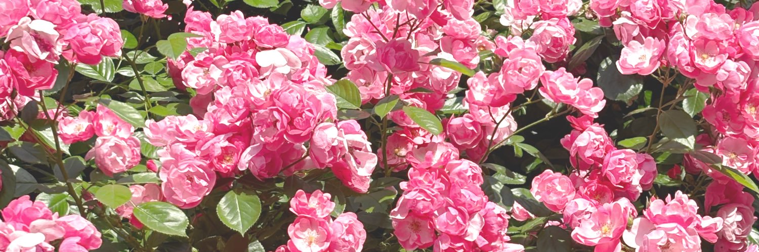 ❥𝚁𝚒𝚋𝚋𝚘𝚗 banner