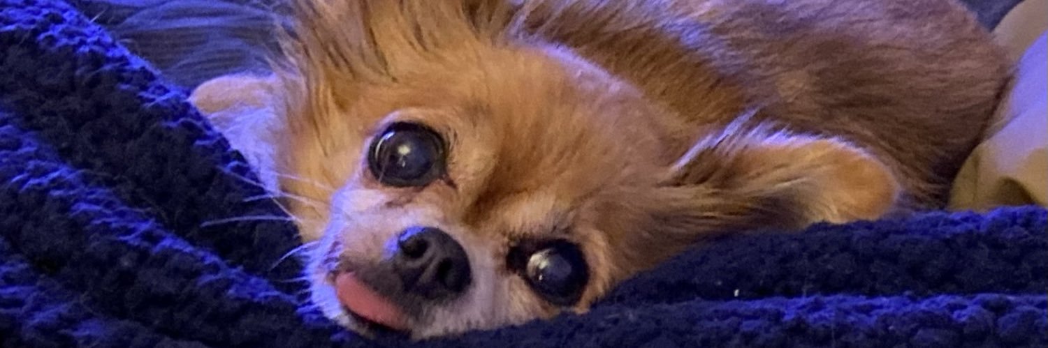 Michael Hoeckelberg banner