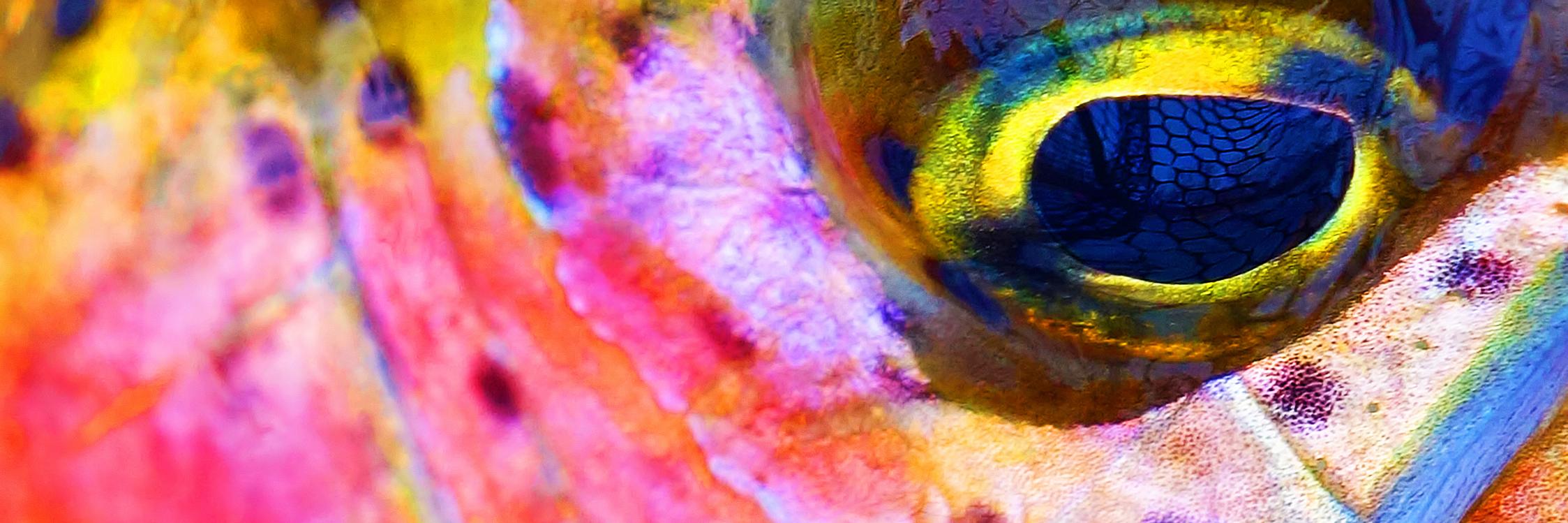 FishFXStudio's profile banner image