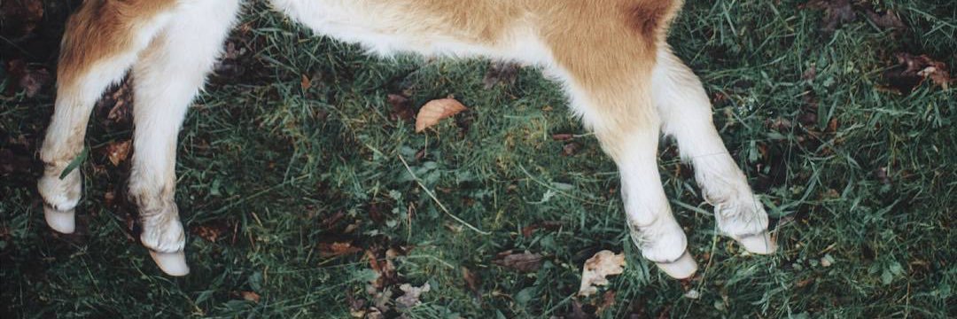 Oxford Comma-Chameleon banner