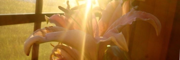 whyfaint's profile banner image