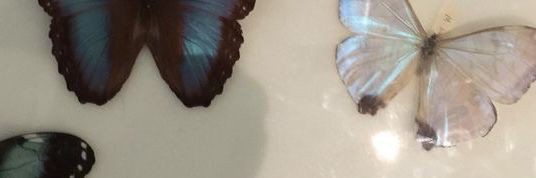 زَهراء banner