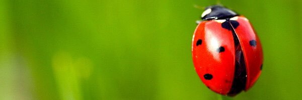 Gottabeaduck's profile banner image