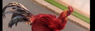 Elicequeimado's profile banner image