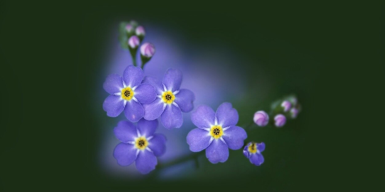 Forget Me Not banner