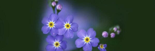 FMNFoundation Profile Banner