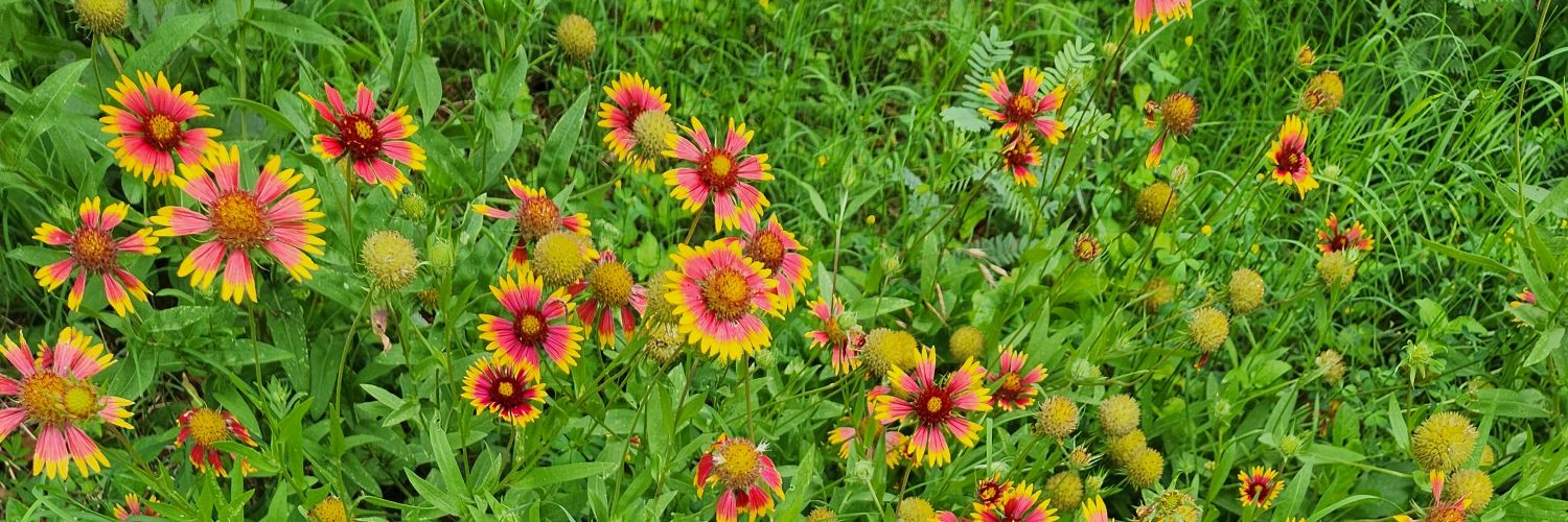 Patti ❤️🎶🌞 banner