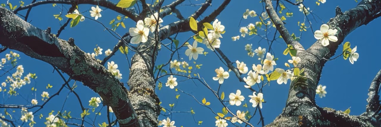 maple33 banner