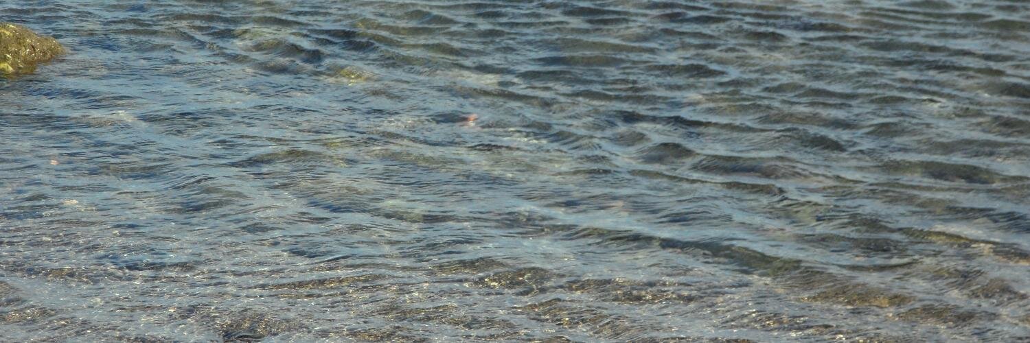 Sara Torregrosa banner