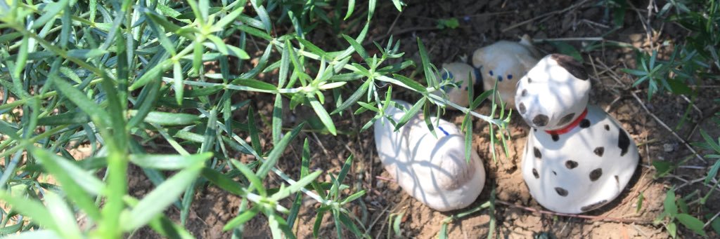 しらいしののこ banner