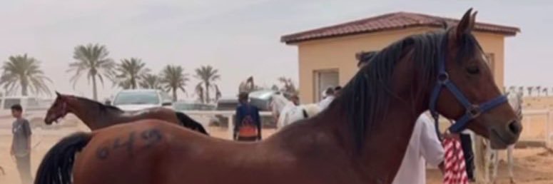 العتيبي banner