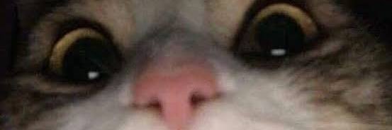 vbenignuus's profile banner image