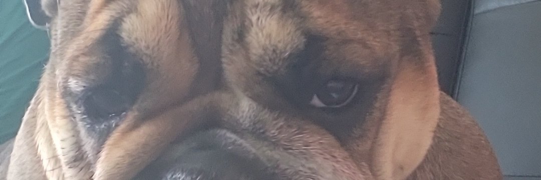 StefBulldog's profile banner image