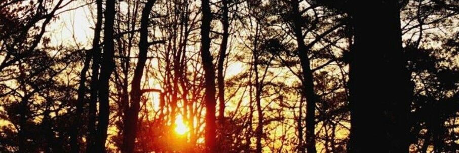 ribyhana's profile banner image