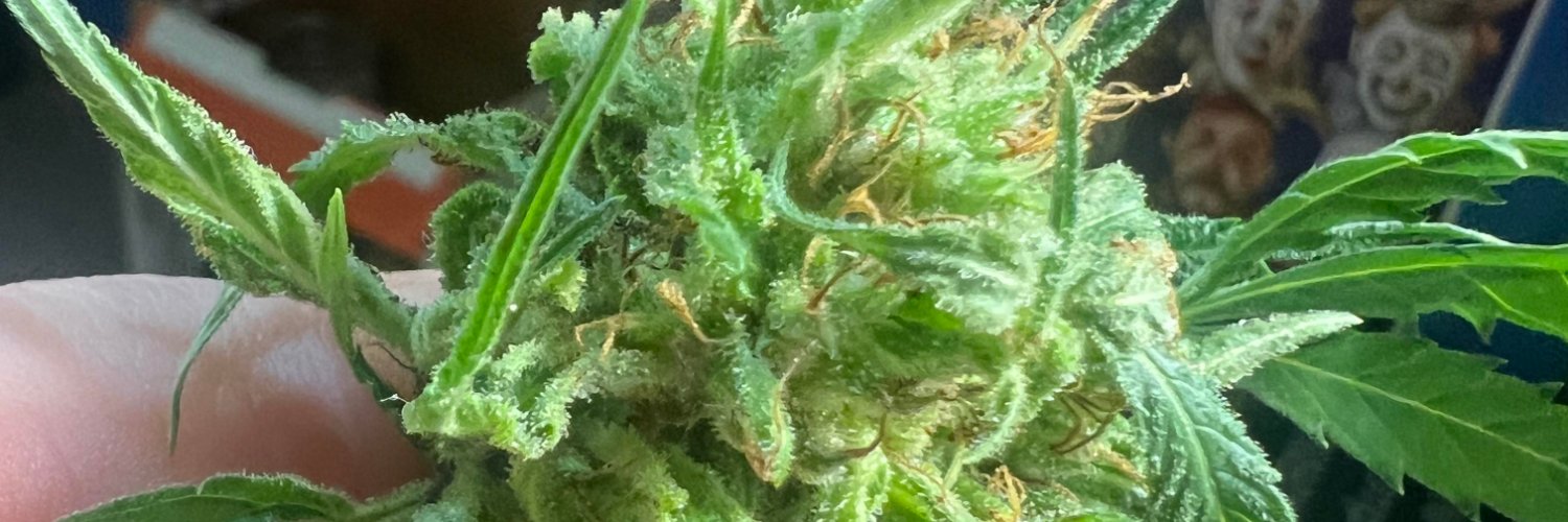 Dispensaries.com cover image