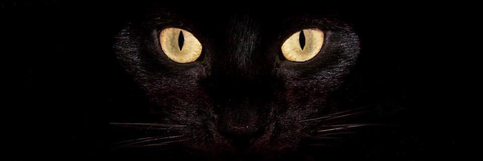 Betulla_B's profile banner image