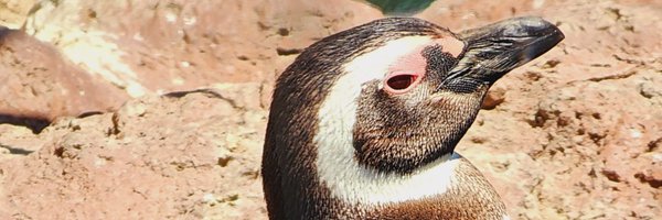 StevilFC Profile Banner