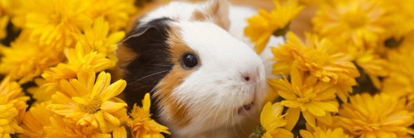 RSMY0 Profile Banner