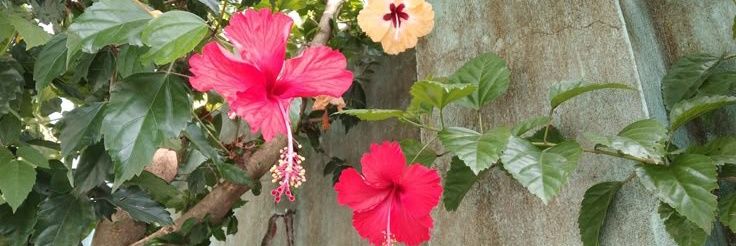 🌺 𝓚𝓵𝓮𝓸's banner
