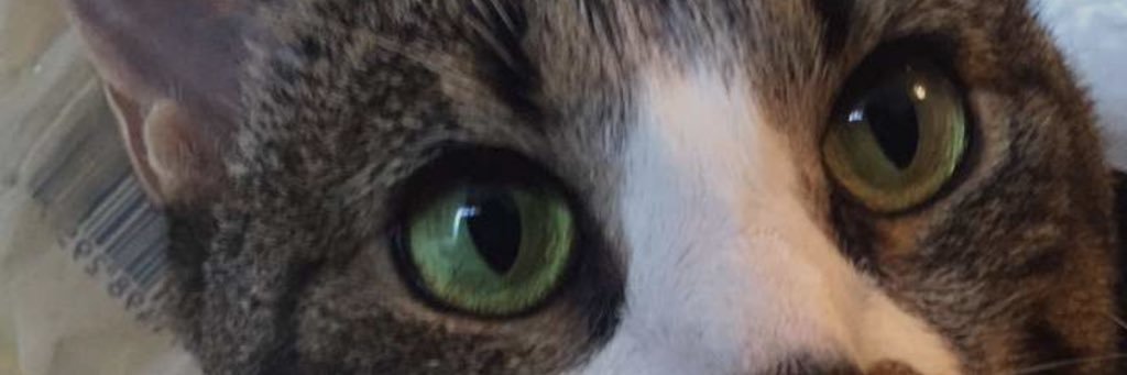 steph_garber's profile banner image