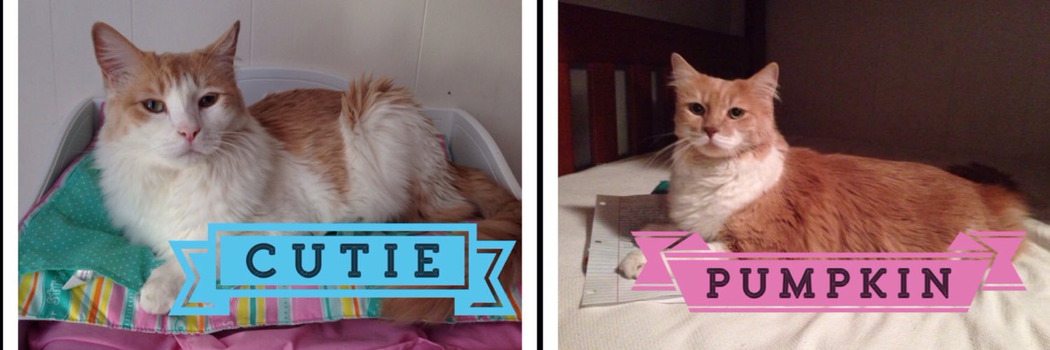cutieandpumpkin's profile banner image
