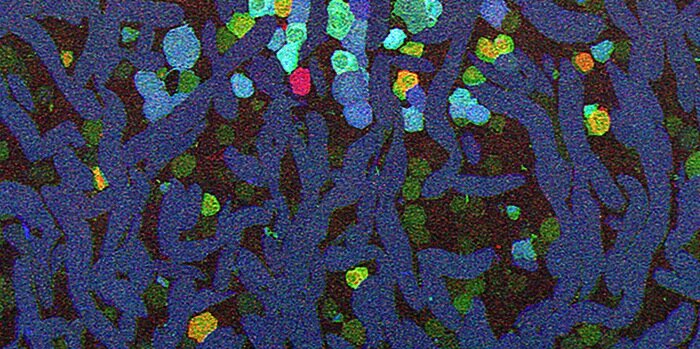 Bryan William Jones banner