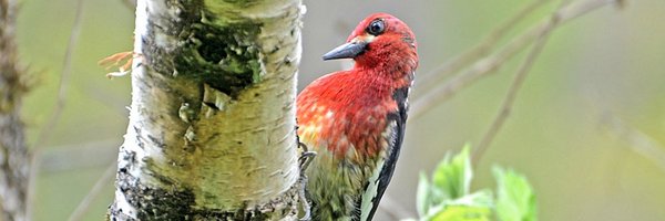 PeeJayAitch Profile Banner